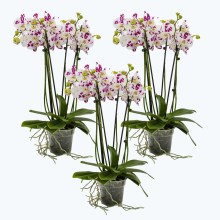 Große Two of Us mit getupften Blüten im 3er Set mit 4+ Rispen Große Two of Us mit getupften Blüten im 3er Set mit 4+ Rispen