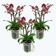 Große Two of Us Coco Purple Rain mit lila-gefleckten Blüten im 3er Set mit 4+ Rispen Große Two of Us Coco Purple Rain mit lila-gefleckten Blüten im 3er Set mit 4+ Rispen