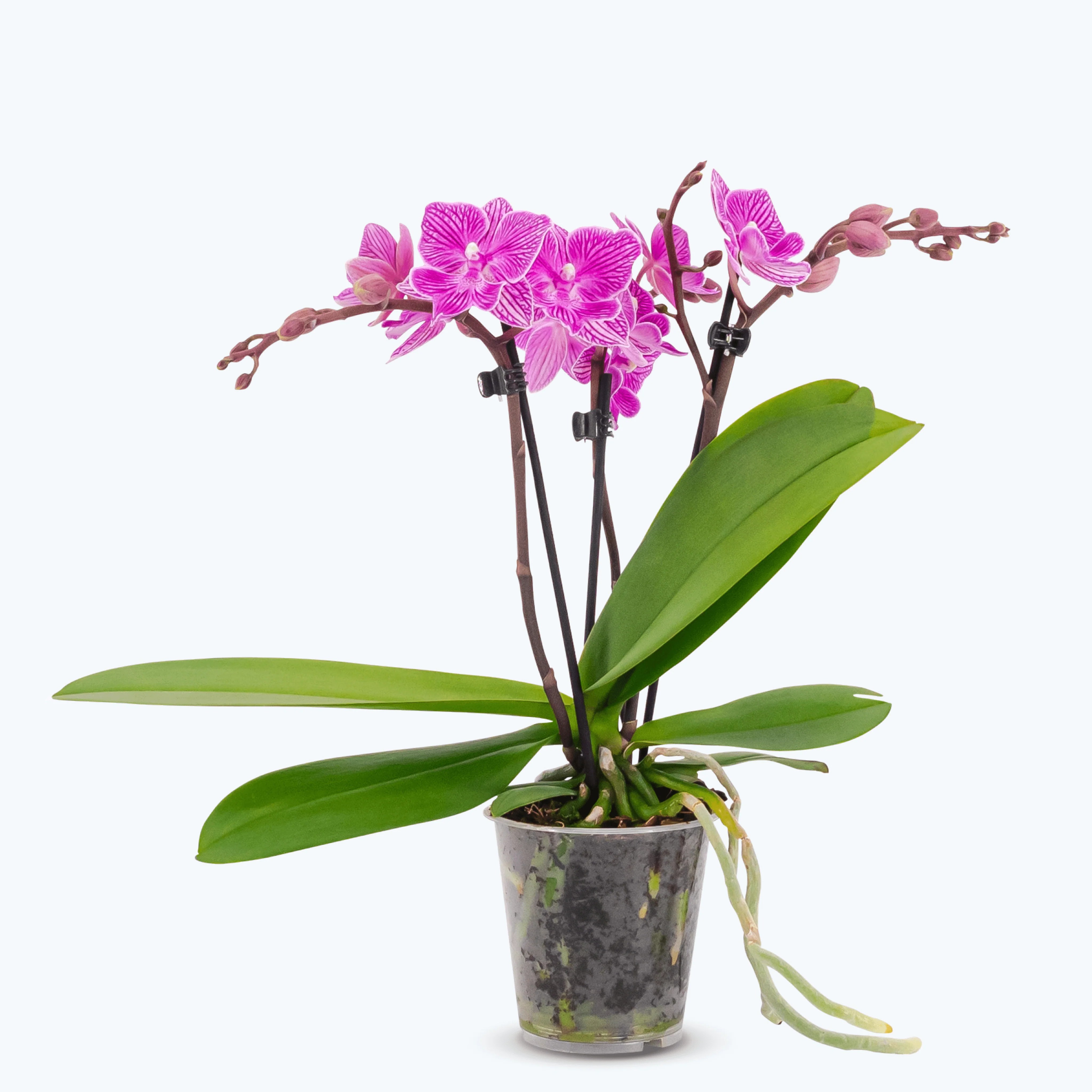 Table Dance Big Lip Lila Manta mit lila-gestreiften Blüten und 2+ Rispen Table Dance Big Lip Lila Manta mit lila-gestreiften Blüten und 2+ Rispen