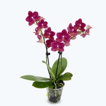 Table Dance Cute Holy mit weinroten Blüten und 2+ Rispen Table Dance Cute Holy mit weinroten Blüten und 2+ Rispen