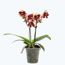 Table Dance Donauwelle mit gelb-lila gefleckten wachsartigen Blüten und 2 Rispen Table Dance Donauwelle mit gelb-lila gefleckten wachsartigen Blüten und 2 Rispen