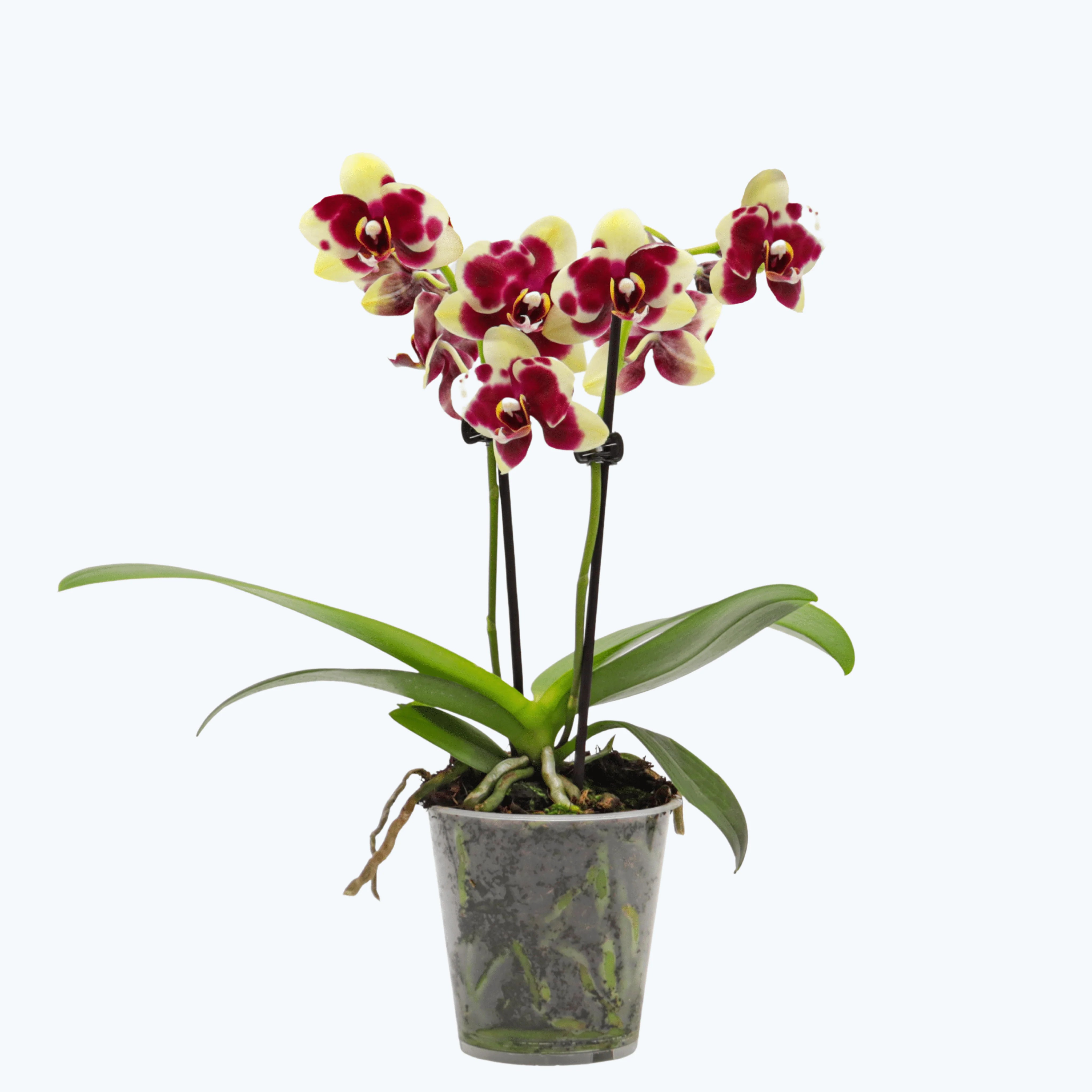 Table Dance Donauwelle mit gelb-lila gefleckten wachsartigen Blüten und 2 Rispen Table Dance Donauwelle mit gelb-lila gefleckten wachsartigen Blüten und 2 Rispen