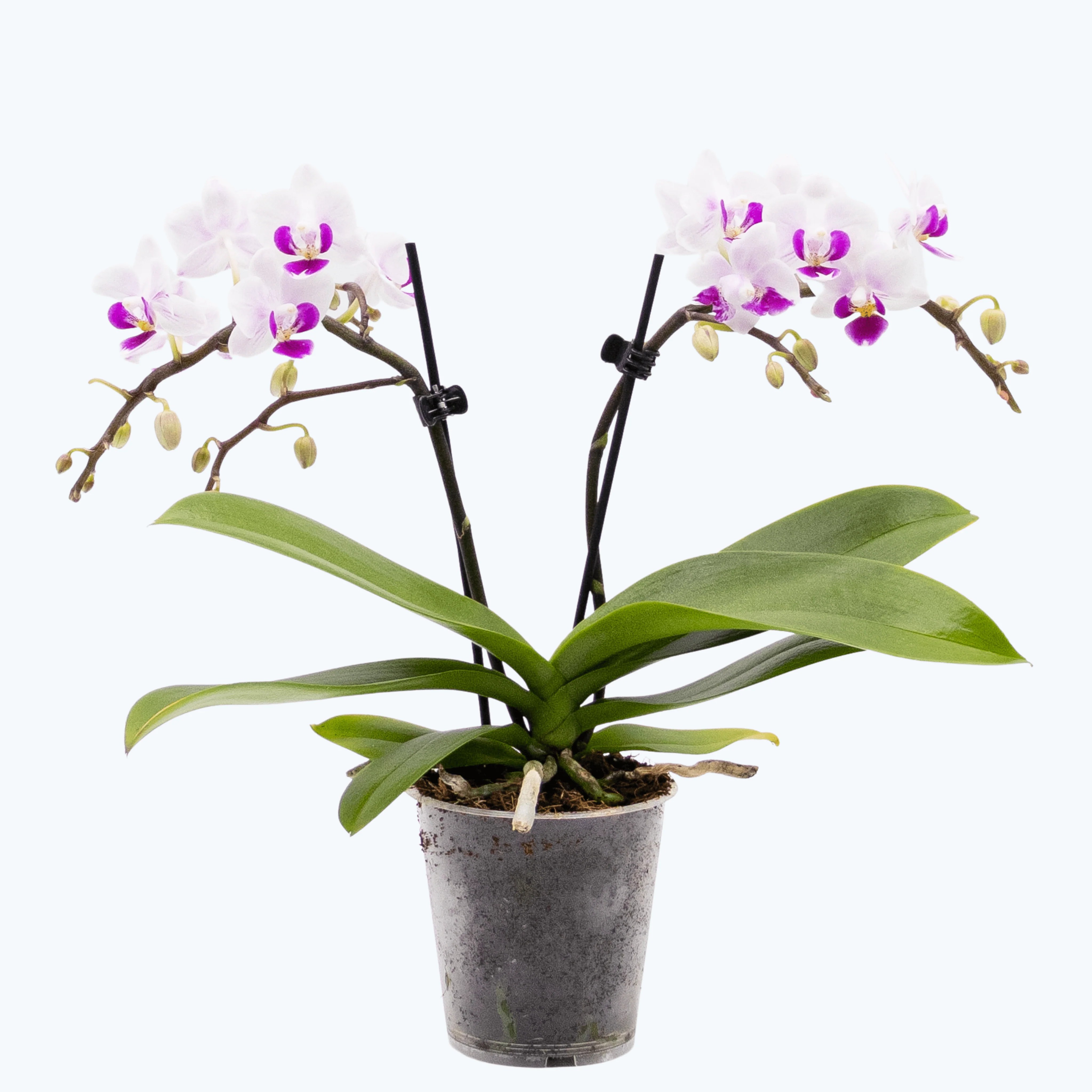 Table Dance Linz mit weiß-violetten Blüten und 2 Rispen Table Dance Linz mit weiß-violetten Blüten und 2 Rispen