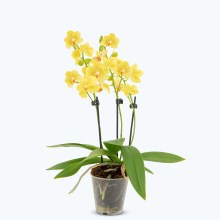 Table Dance Livorno mit gelben Blüten und 2 Rispen Table Dance Livorno mit gelben Blüten und 2 Rispen