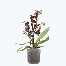Table Dance Banana Chocolate mit schokoladenbraunen Blüten und 3 Rispen Table Dance Banana Chocolate mit schokoladenbraunen Blüten und 3 Rispen