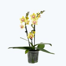 Table Dance Pereira mit gelb-gepunkteten Blüten und 3+ Rispen Table Dance Pereira mit gelb-gepunkteten Blüten und 3+ Rispen