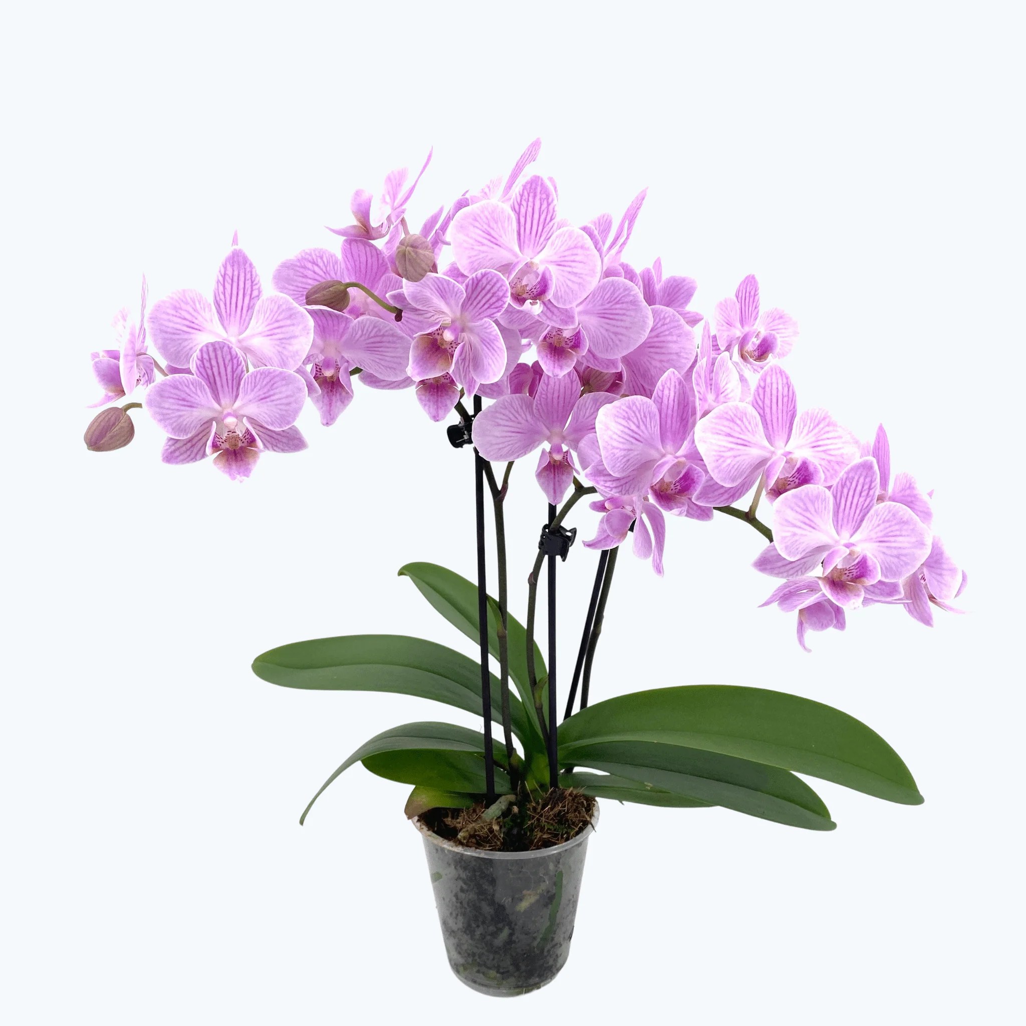 Table Dance Sakura mit zartrosa Blüten und 3 Rispen Table Dance Sakura mit zartrosa Blüten und 3 Rispen