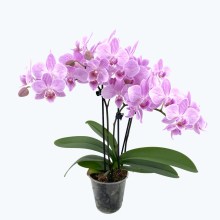 Table Dance Sakura mit zartrosa Blüten und 3 Rispen Table Dance Sakura mit zartrosa Blüten und 3 Rispen