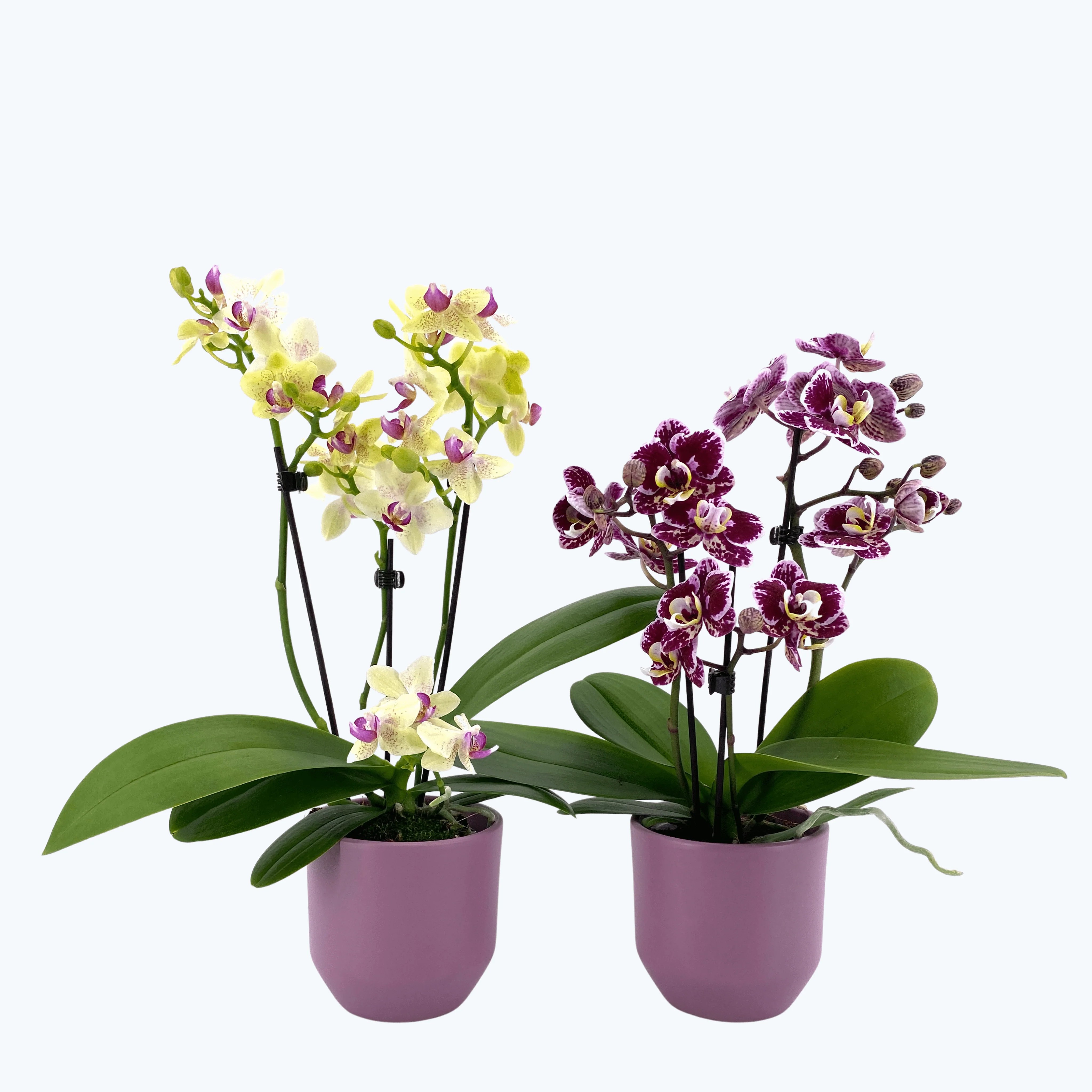 Table Dance Farbmix im 2er Set mit 3 Rispen inkl. Keramik in rosa Table Dance Farbmix im 2er Set mit 3 Rispen inkl. Keramik in rosa