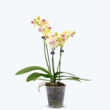 Table Dance Sunny mit gelben Blüten und 3 Rispen Table Dance Sunny mit gelben Blüten und 3 Rispen