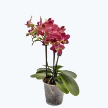 Table Dance Sunset mit roten wachsblumigen Blüten und 2+ Rispen Table Dance Sunset mit roten wachsblumigen Blüten und 2+ Rispen