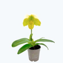 Frauenschuh Paphiopedilum Grün-Weiß mit 1 Rispe Frauenschuh Paphiopedilum Grün-Weiß mit 1 Rispe