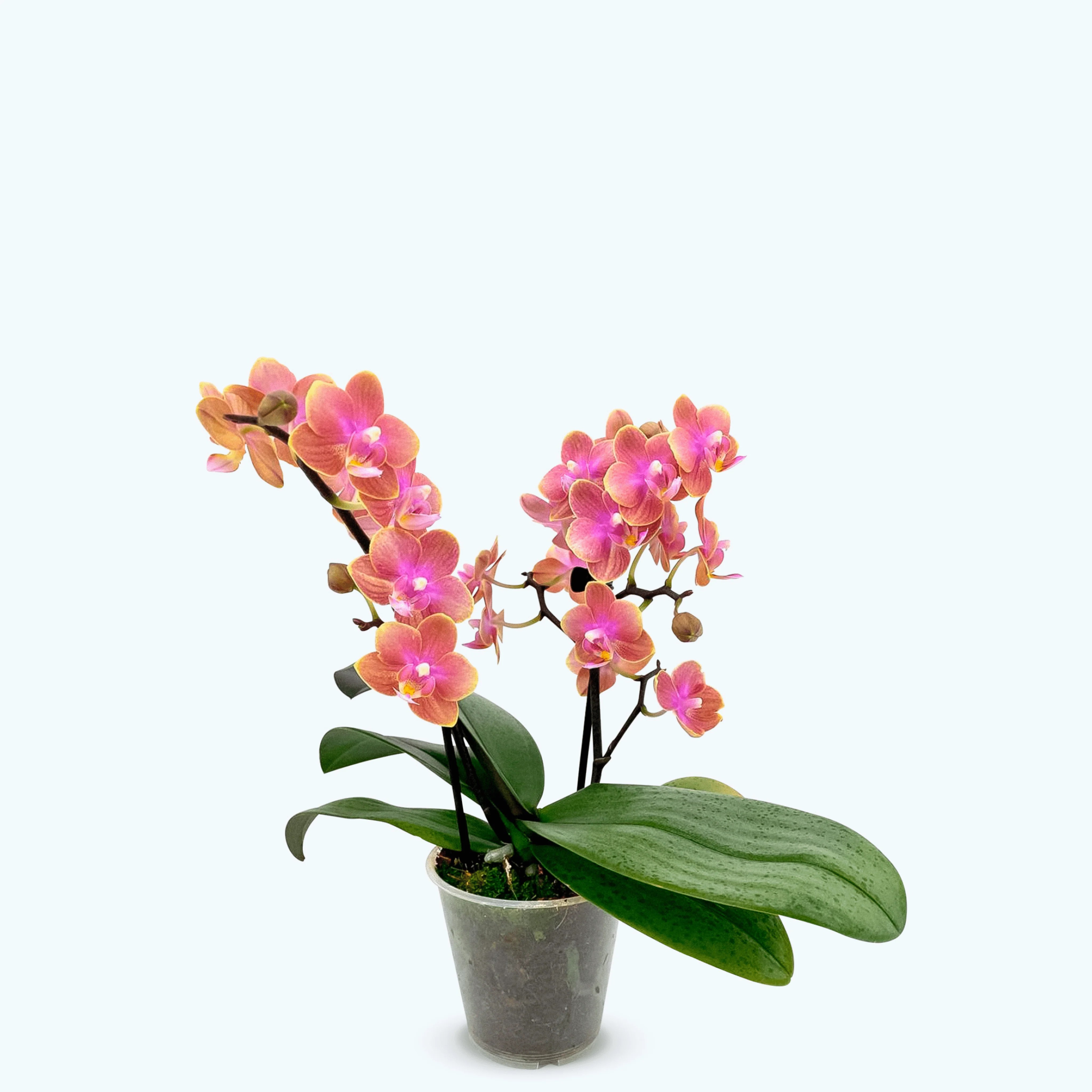 Duftorchidee Table Dance Dusty Belle mit orange-roten Blüten und 2 Rispen Duftorchidee Table Dance Dusty Belle mit orange-roten Blüten und 2 Rispen