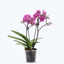 Table Dance Aliyah Spots mit rosa-violett-gefleckten Blüten und 2 Rispen Table Dance Aliyah Spots mit rosa-violett-gefleckten Blüten und 2 Rispen