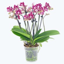 Große Two of Us Coco Purple Rain mit lila-gefleckten Blüten und 7+ Rispen Große Two of Us Coco Purple Rain mit lila-gefleckten Blüten und 7+ Rispen