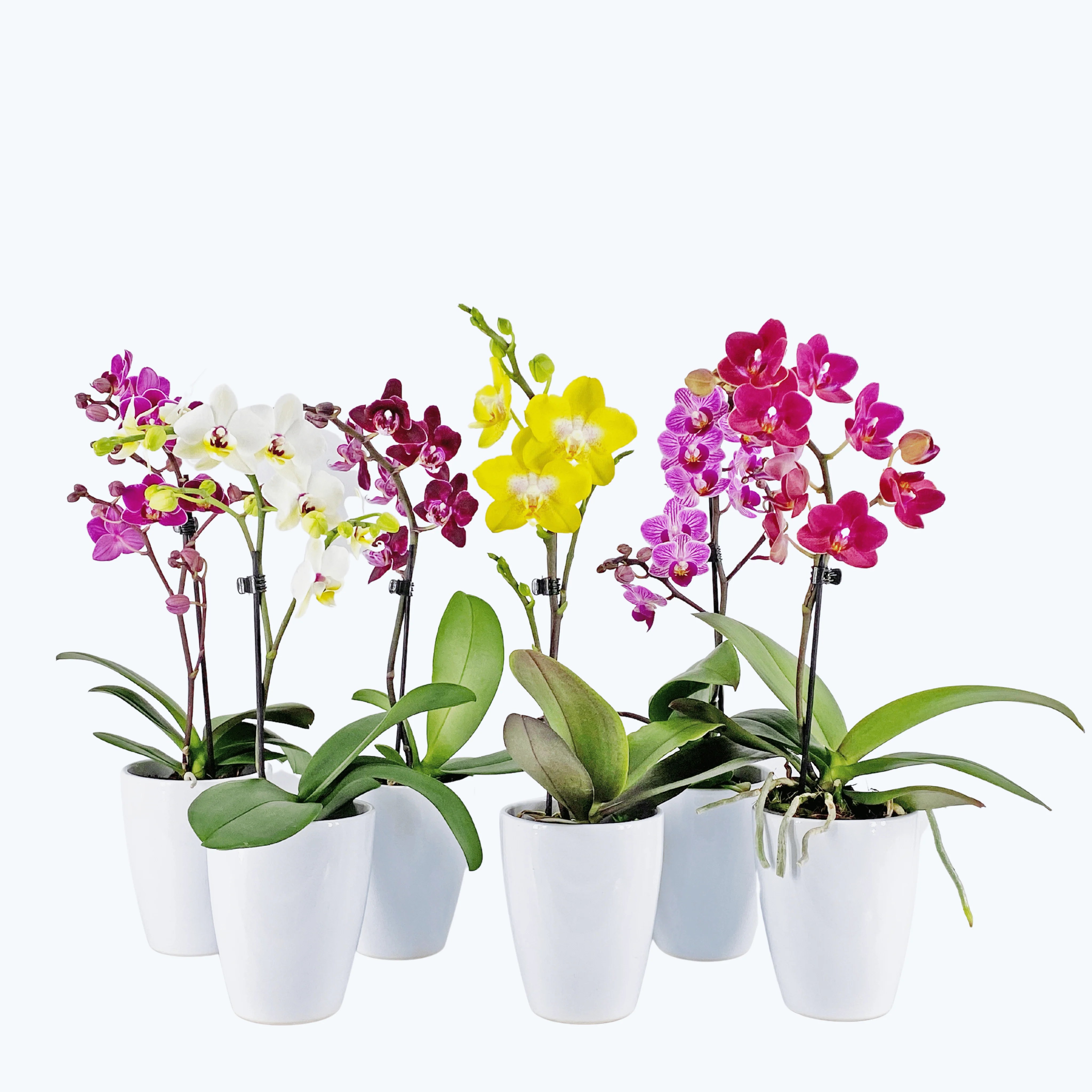 Table Dance Farbmix im 6er Set mit 1 Rispe inkl. Keramik in weiß Table Dance Farbmix im 6er Set mit 1 Rispe inkl. Keramik in weiß