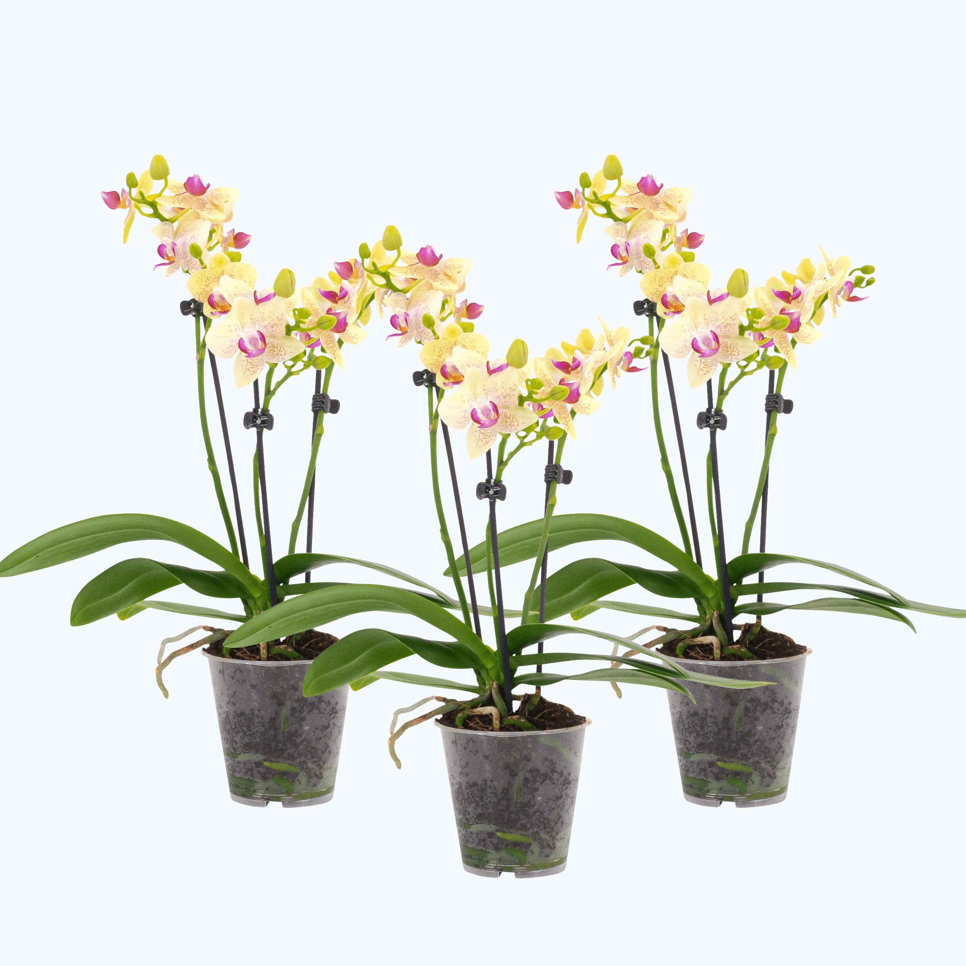 Table Dance Orchideen mit gelben Blüten im 3er Set mit 2+ Rispen Table Dance Orchideen mit gelben Blüten im 3er Set mit 2+ Rispen