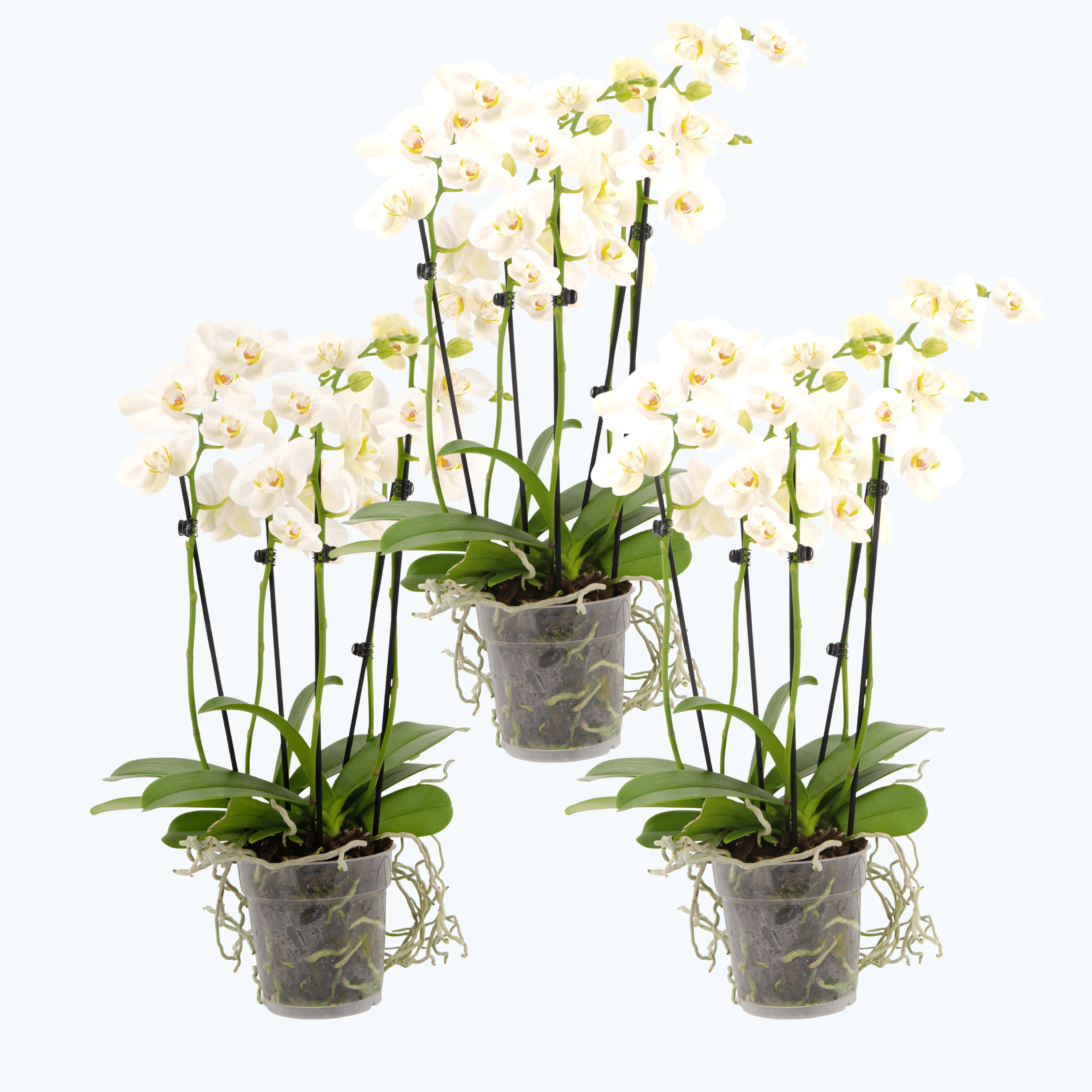 Große Two of Us Weiß mit weißen Blüten im 3er Set und 4 Rispen Große Two of Us Weiß mit weißen Blüten im 3er Set und 4 Rispen