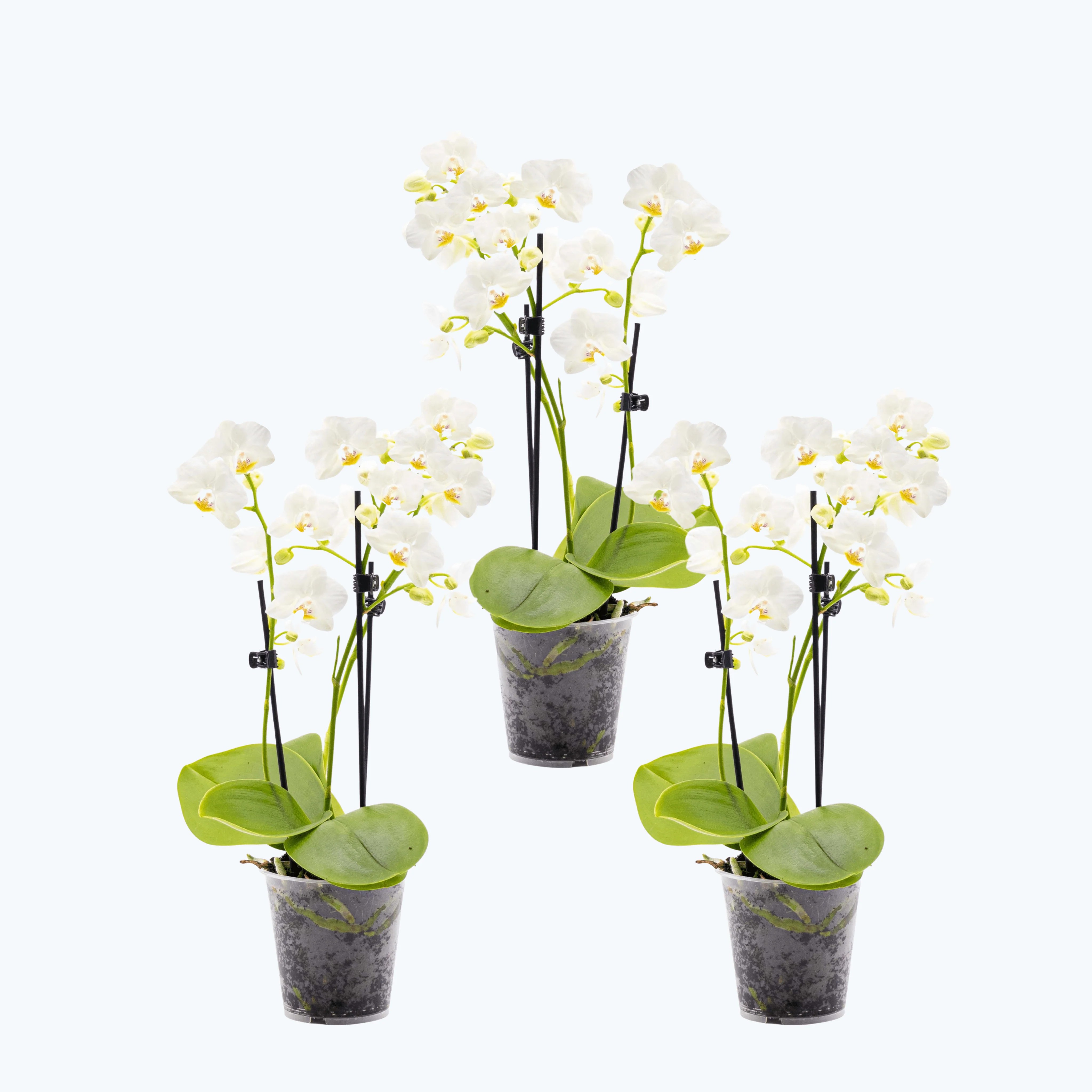 Table Dance Weiß mit weißen Blüten im 3er Set und 2 Rispen Table Dance Weiß mit weißen Blüten im 3er Set und 2 Rispen