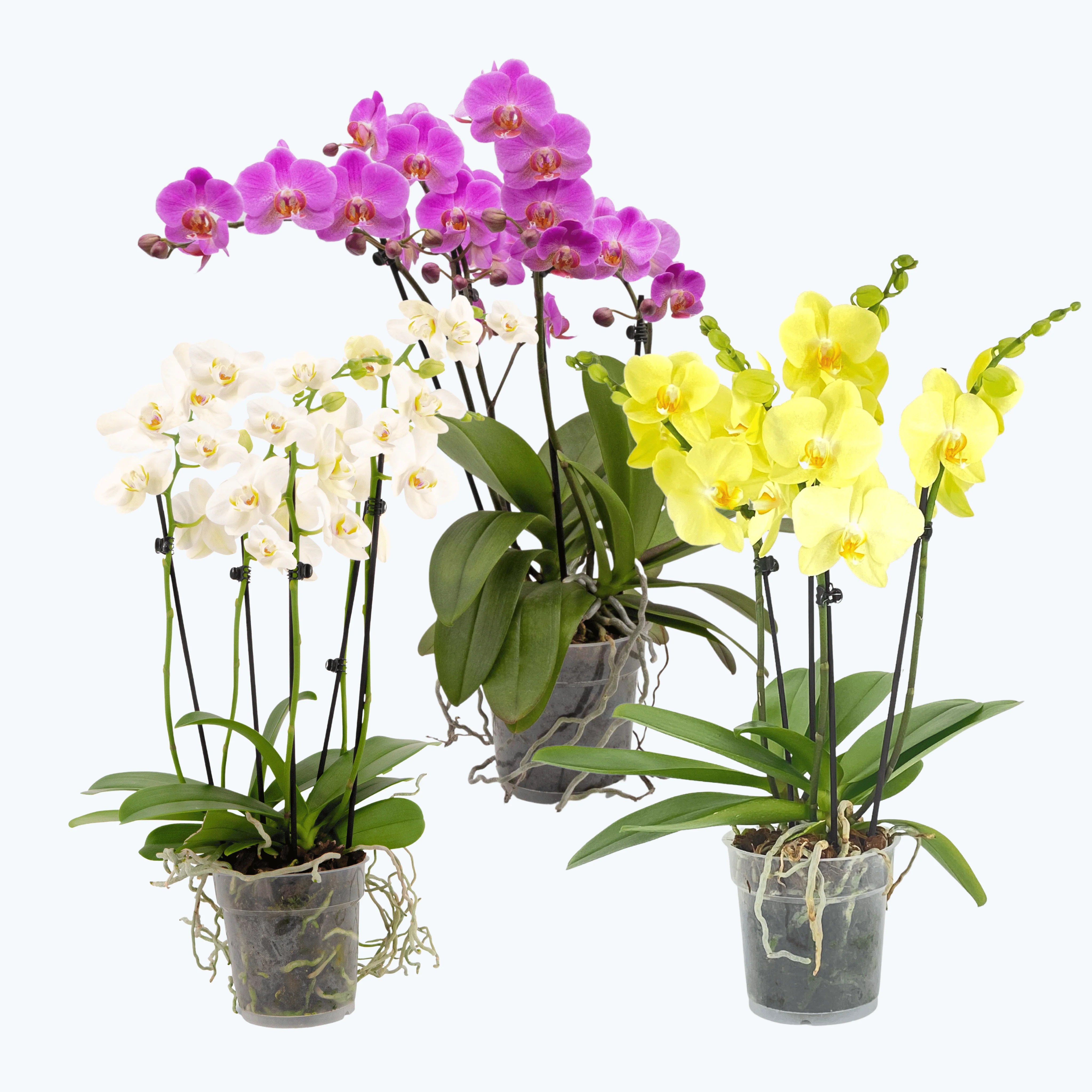 Große Two of Us Farbmix im 3er Set mit 3 Rispen Große Two of Us Farbmix im 3er Set mit 3 Rispen