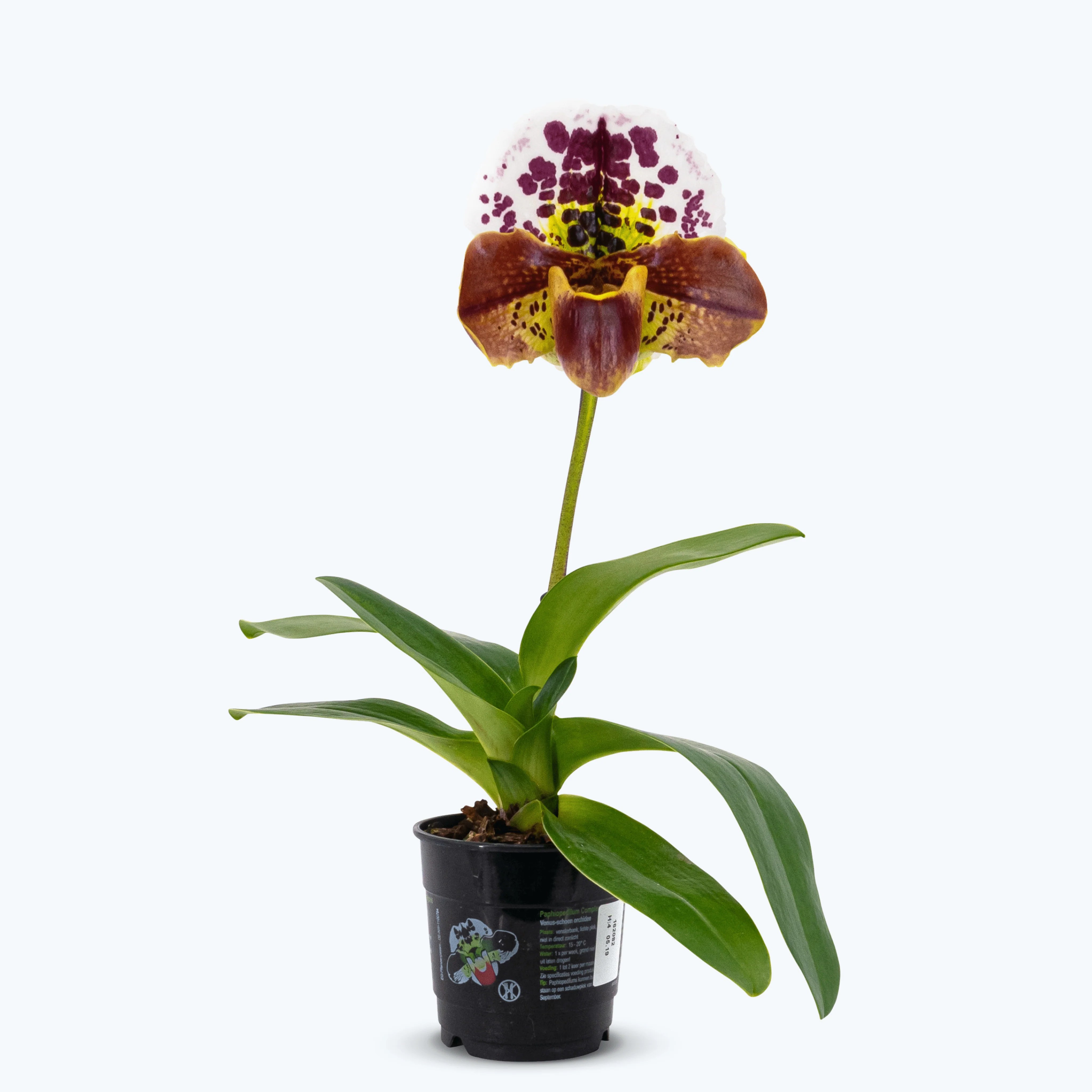 Frauenschuh Paphiopedilum Amerikanische Hybride mit getupfter Blüte und 1 Rispe Frauenschuh Paphiopedilum Amerikanische Hybride mit getupfter Blüte und 1 Rispe