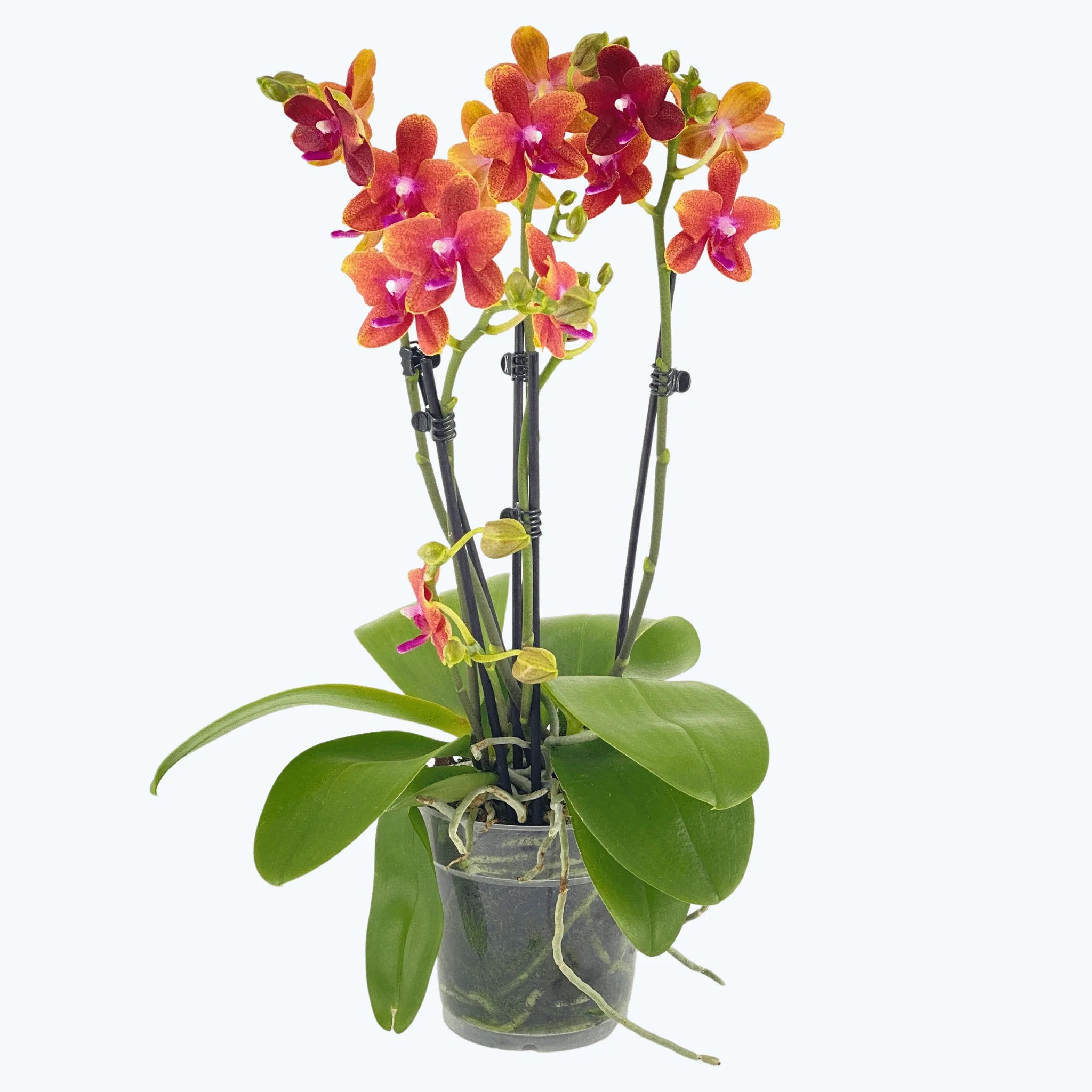 Große Two of Us Duftorchidee Bolgheri mit orangen Blüten und 3 Rispen Große Two of Us Duftorchidee Bolgheri mit orangen Blüten und 3 Rispen