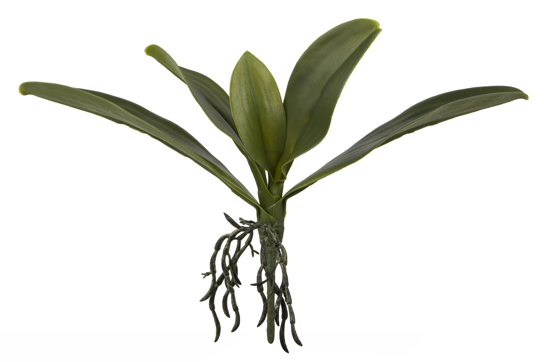 Fink Kunstblume Orchideenblätter grün Fink Kunstblume Orchideenblätter grün