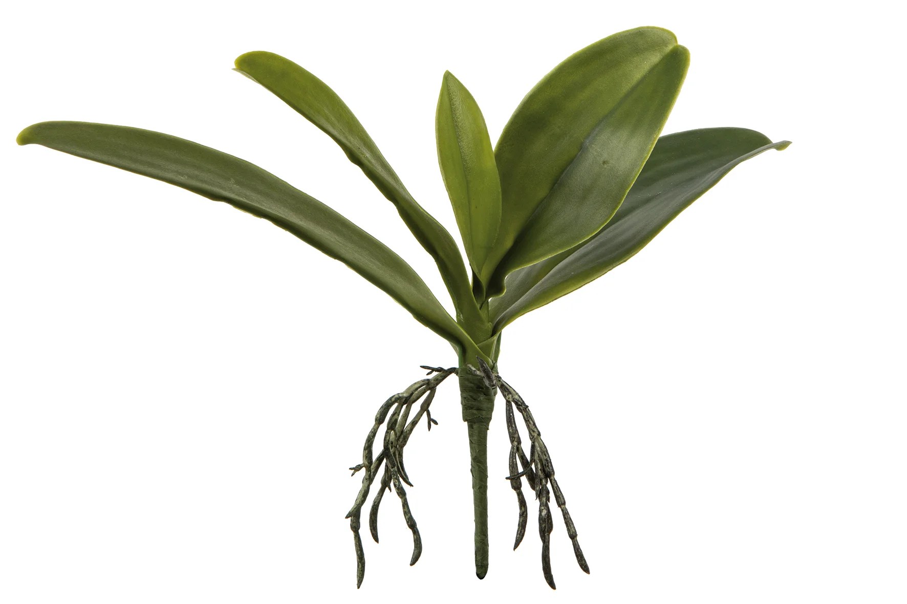 Fink Kunstblume Orchideenblätter dunkelgrün Fink Kunstblume Orchideenblätter dunkelgrün