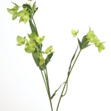 Fink Kunstblume Waxblume grün Fink Kunstblume Waxblume grün