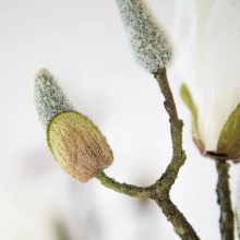 Fink Kunstblume Magnolienzweig weiß Fink Kunstblume Magnolienzweig weiß
