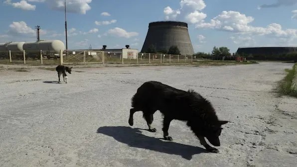 '' Mutant pet dogs in(* )':Chernobyl radiation developing a brand-new types that we are not knowledgeable about? '' Mutant pet dogs in(* )':Chernobyl radiation developing a brand-new types that we are not knowledgeable about?