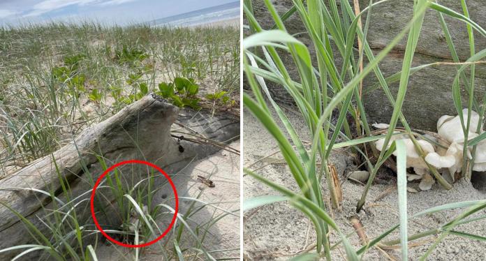 Beachgoer stunned by development growing from driftwood: '' (* )it in the grocery store ' Beachgoer stunned by development growing from driftwood: '' (* )it in the grocery store '
