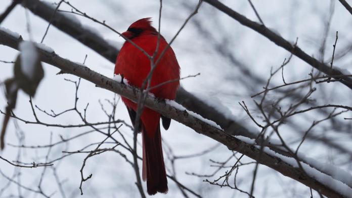 Winter blast readied to swoop in throughout Canada, UNITED STATE Winter blast readied to swoop in throughout Canada, UNITED STATE