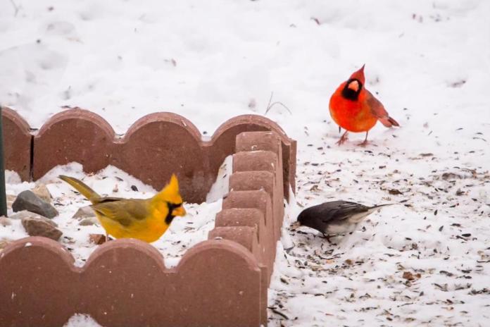 ''It ' s striking: '(* )female locates ultra-rare yellow cardinal in her lawn ''It ' s striking: '(* )female locates ultra-rare yellow cardinal in her lawn