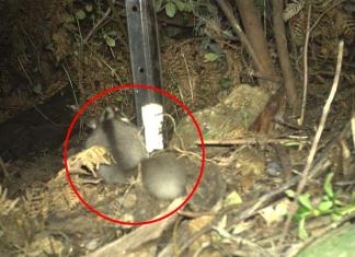 Trail cam catches vanished pet in legendary Aussie national forest: ‘Extraordinary’