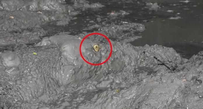 Incredible pictures catch not likely Aussie hazard: ''Even the mud threatens ' Incredible pictures catch not likely Aussie hazard: ''Even the mud threatens '