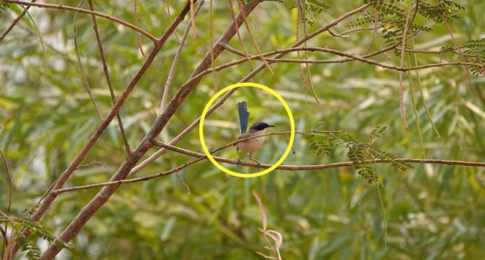 Race to shield little Aussie bird from expanding danger: ''Wiped out one' by one ' Race to shield little Aussie bird from expanding danger: ''Wiped out one' by one '