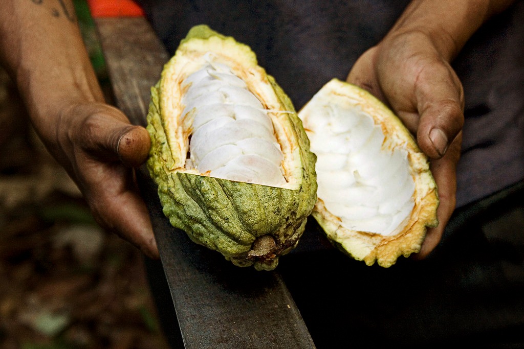 el Banco Mundial prevé nuevas caídas de precio el Banco Mundial prevé nuevas caídas de precio