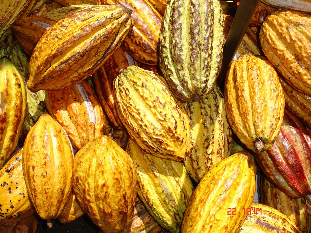 Precio del cacao cae 37,49% y apunta a más bajas en 2026 Precio del cacao cae 37,49% y apunta a más bajas en 2026