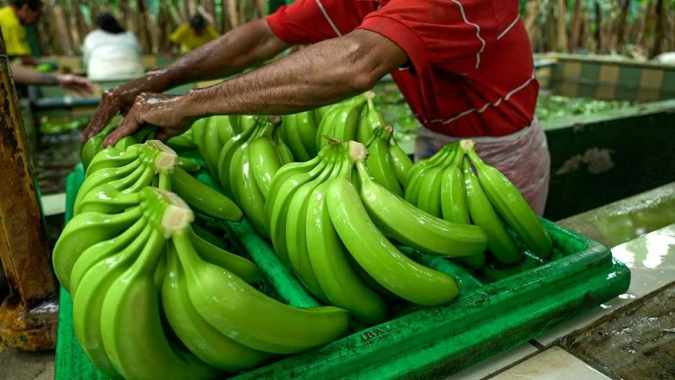 Banano ecuatoriano rompe récords: Exportaciones crecen 12% Banano ecuatoriano rompe récords: Exportaciones crecen 12%