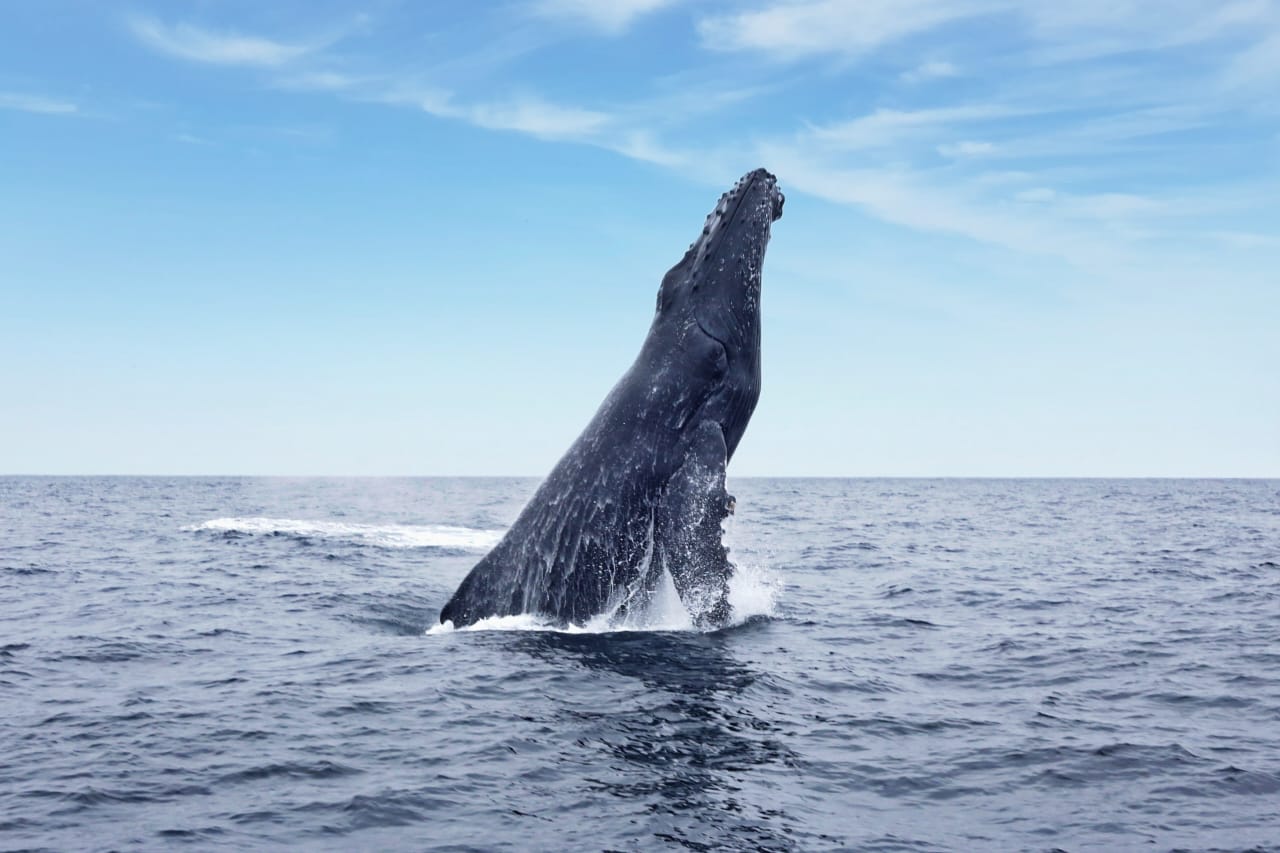 «Sultana del Café» recibe a las “jorobadas” «Sultana del Café» recibe a las “jorobadas”