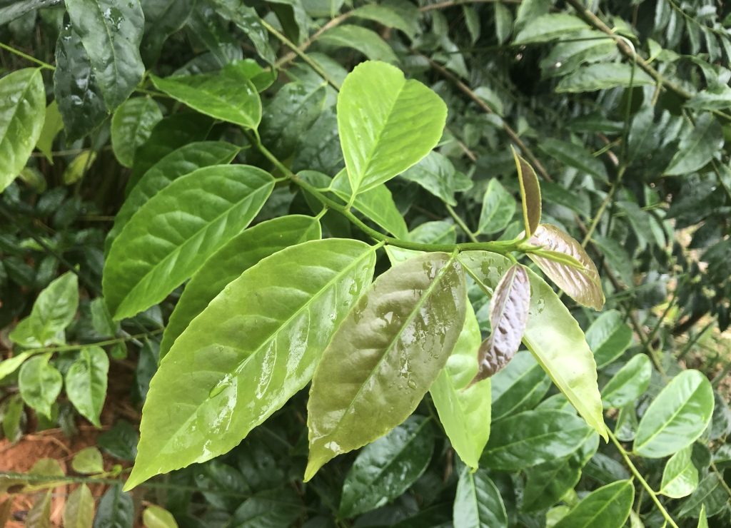 Medicina natural amazónica – El Heraldo Medicina natural amazónica – El Heraldo