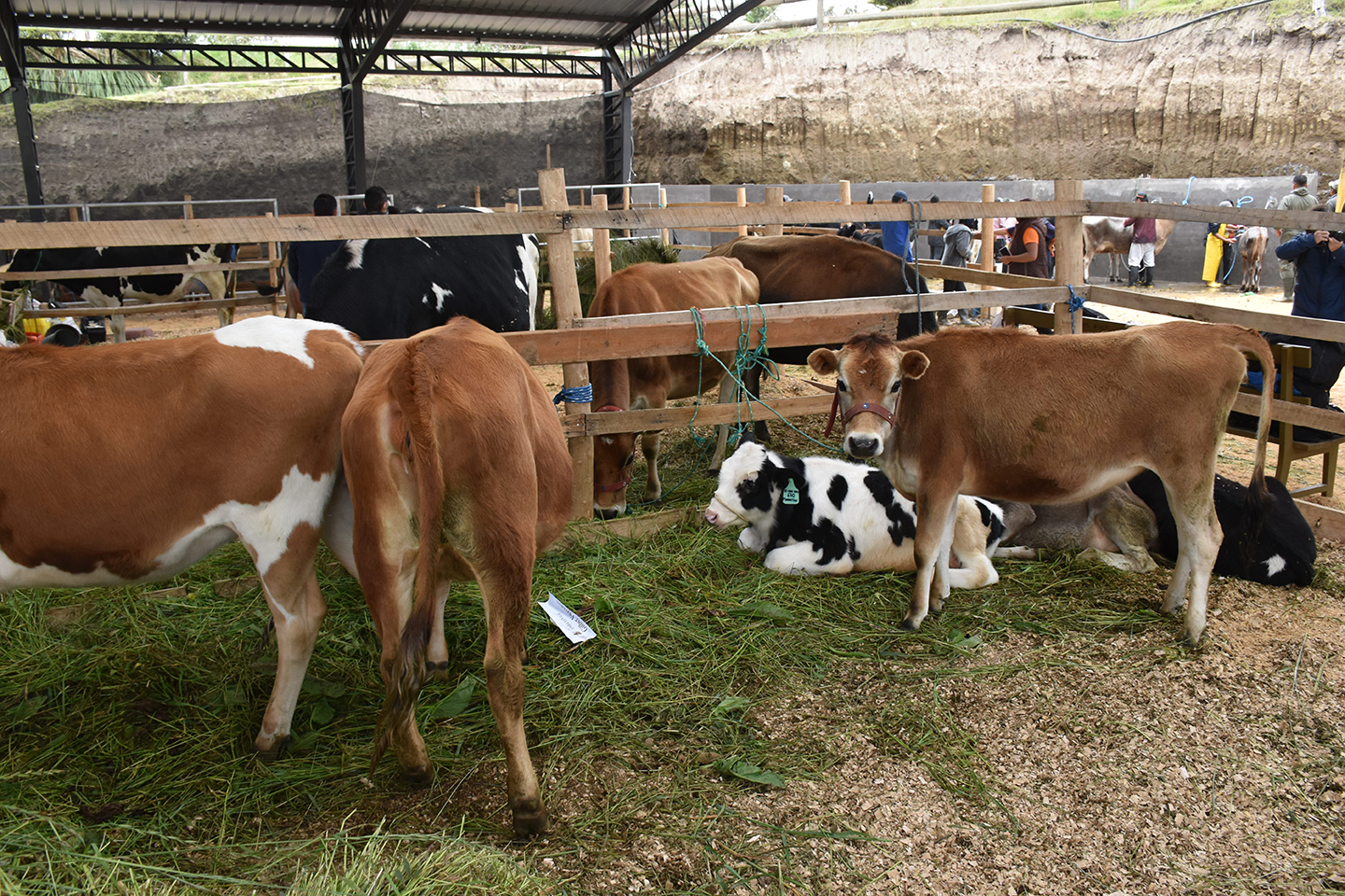 Feria logra metas de desarrollo rural Feria logra metas de desarrollo rural