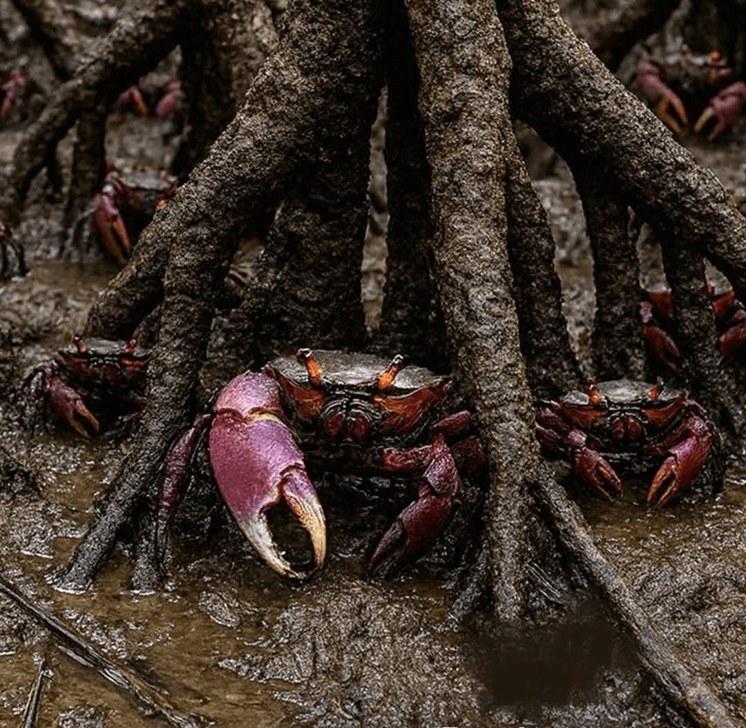 Ecuador prohíbe la exportación de cangrejos por seis años para proteger los manglares Ecuador prohíbe la exportación de cangrejos por seis años para proteger los manglares