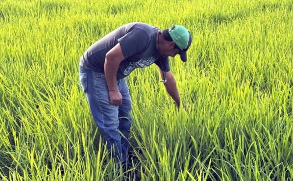Arroceros colombianos piden controles y bloqueo al cereal ecuatoriano Arroceros colombianos piden controles y bloqueo al cereal ecuatoriano