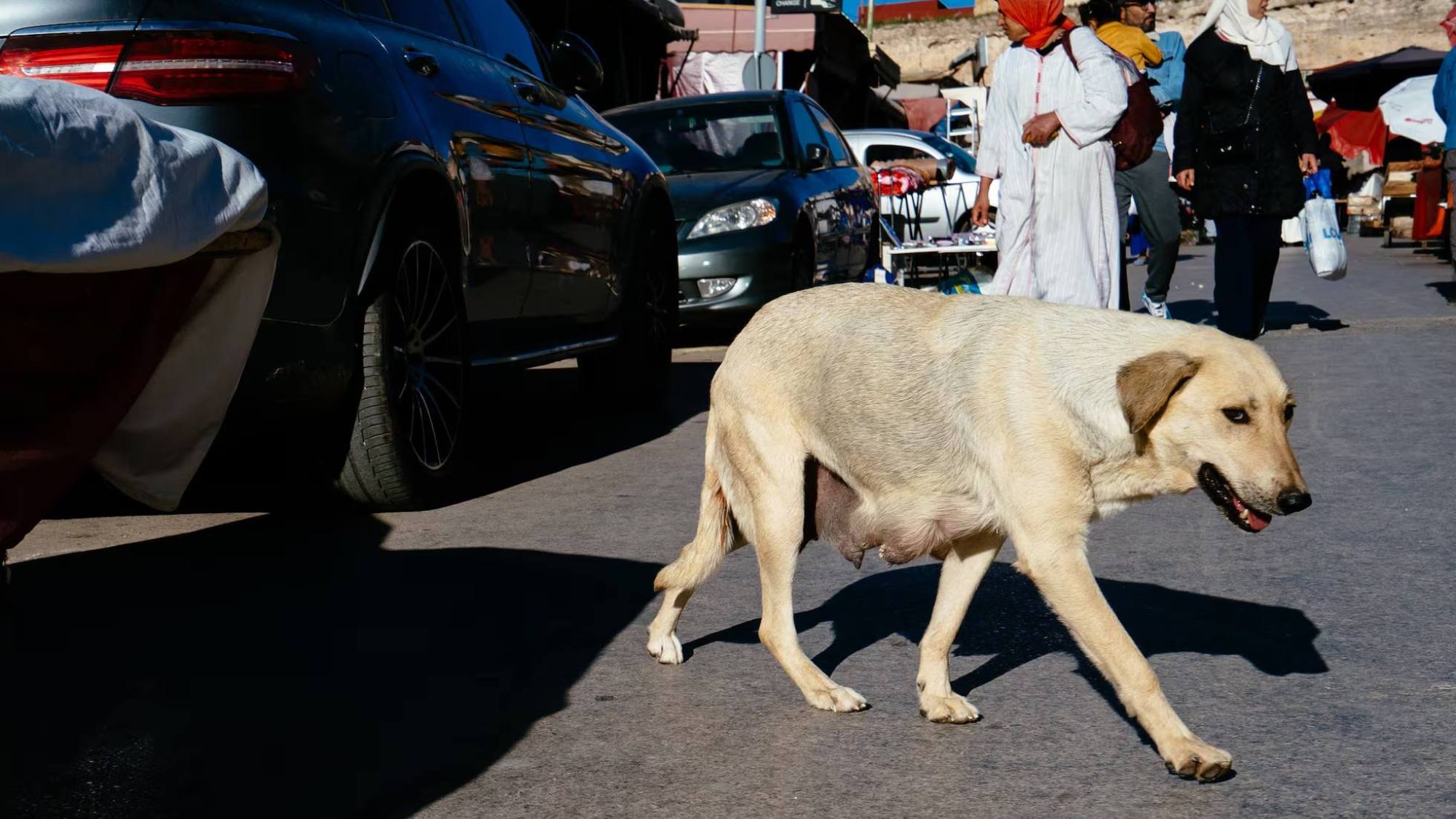 Perros callejeros en Marruecos: sacrificios y eventos deportivos Perros callejeros en Marruecos: sacrificios y eventos deportivos