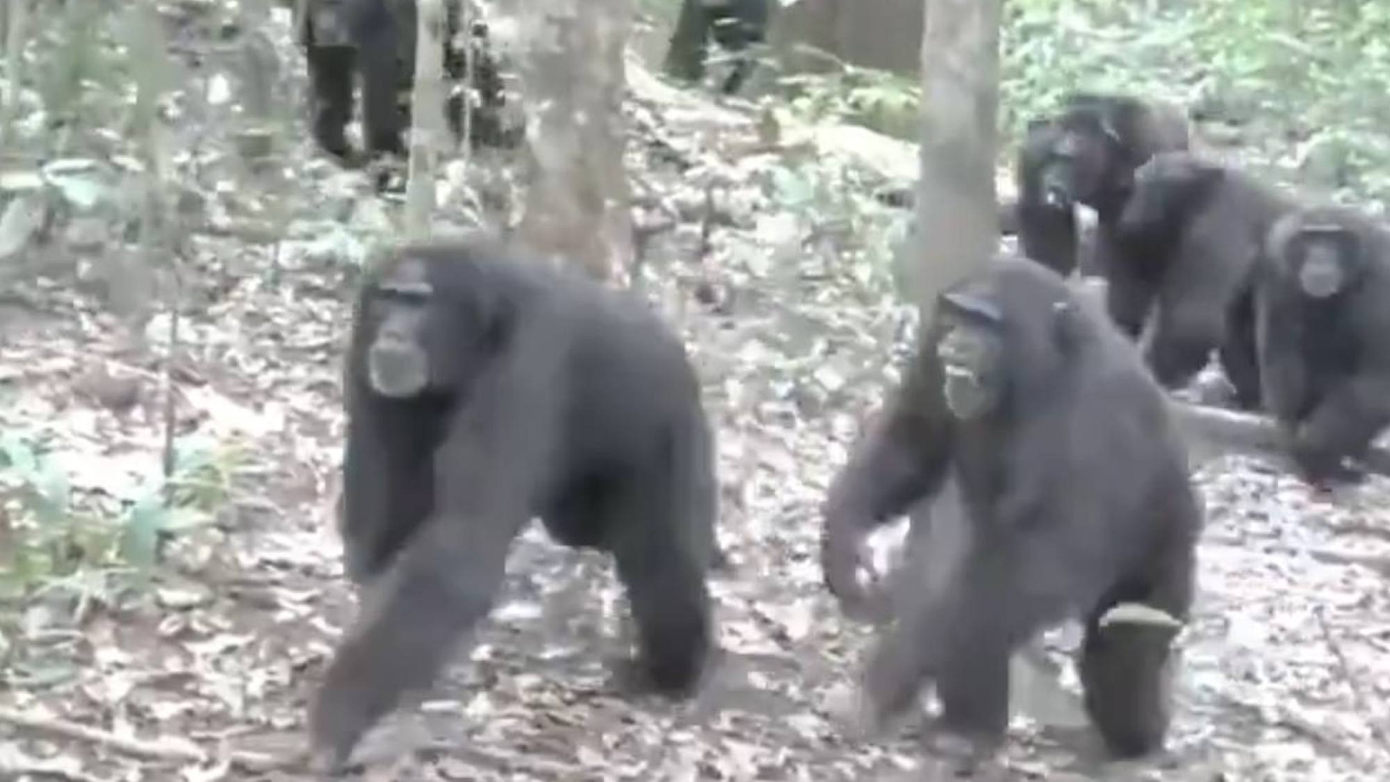 guerra en la selva asombra guerra en la selva asombra