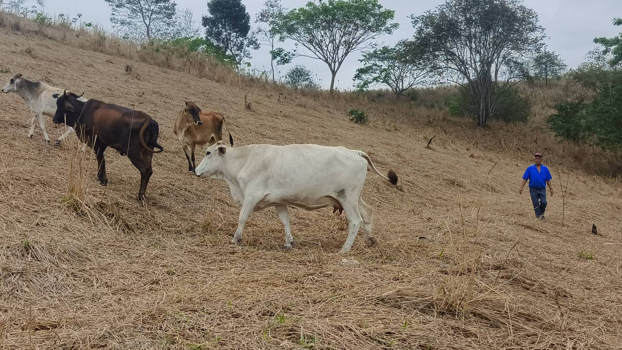 Ganaderos en Manabí sufren por escasez de agua y forraje Ganaderos en Manabí sufren por escasez de agua y forraje