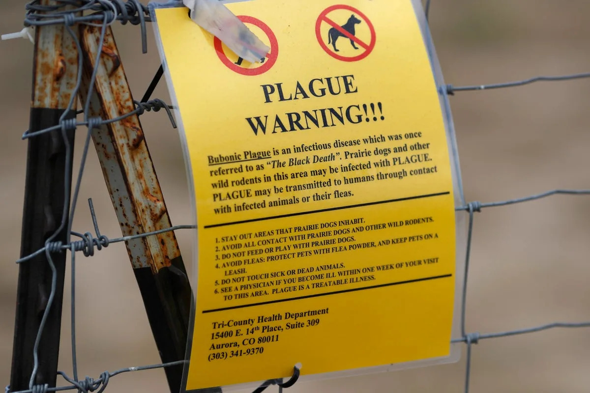 Plague Confirmed in California Camper Near Lake Tahoe Plague Confirmed in California Camper Near Lake Tahoe