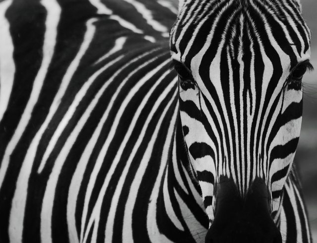 A Zebra. A Zebra.